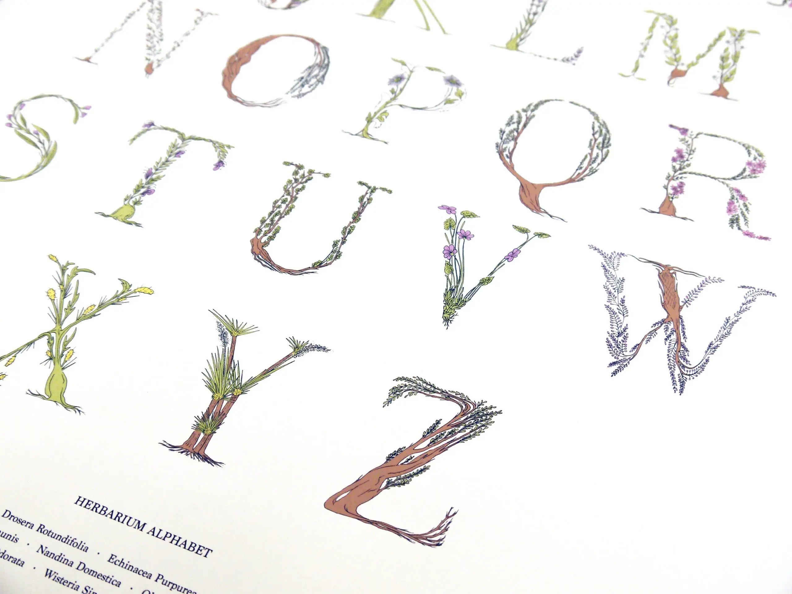 Herbarium Alphabet by Ana Bangueses - Image 2