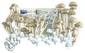 Dreaming of Decomposition Euro by KAREN FRANCESCA