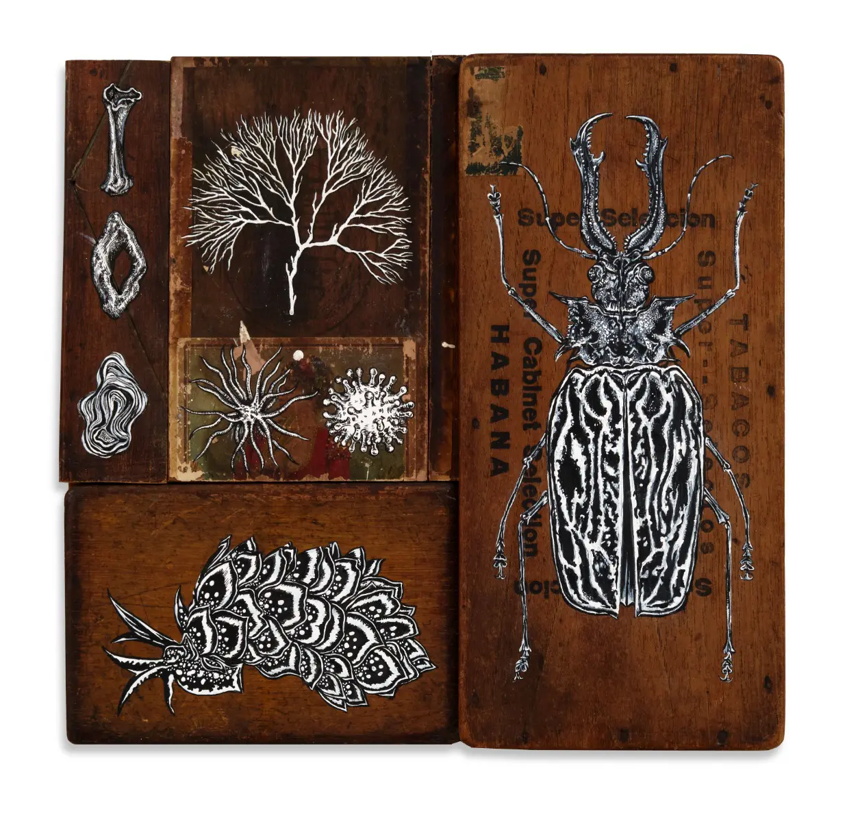 Curious Collection by LILY MIXE