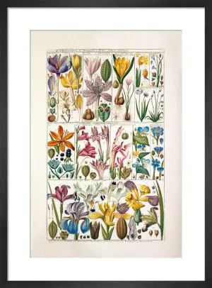 Plate 4 by Johannes Gessner Mini Print