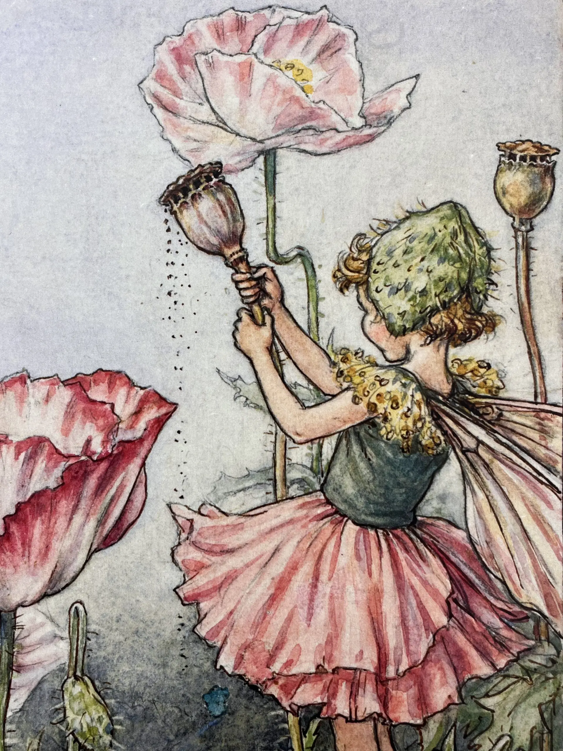THE SHIRLEY POPPY FAIRY MINI PRINT - Image 3