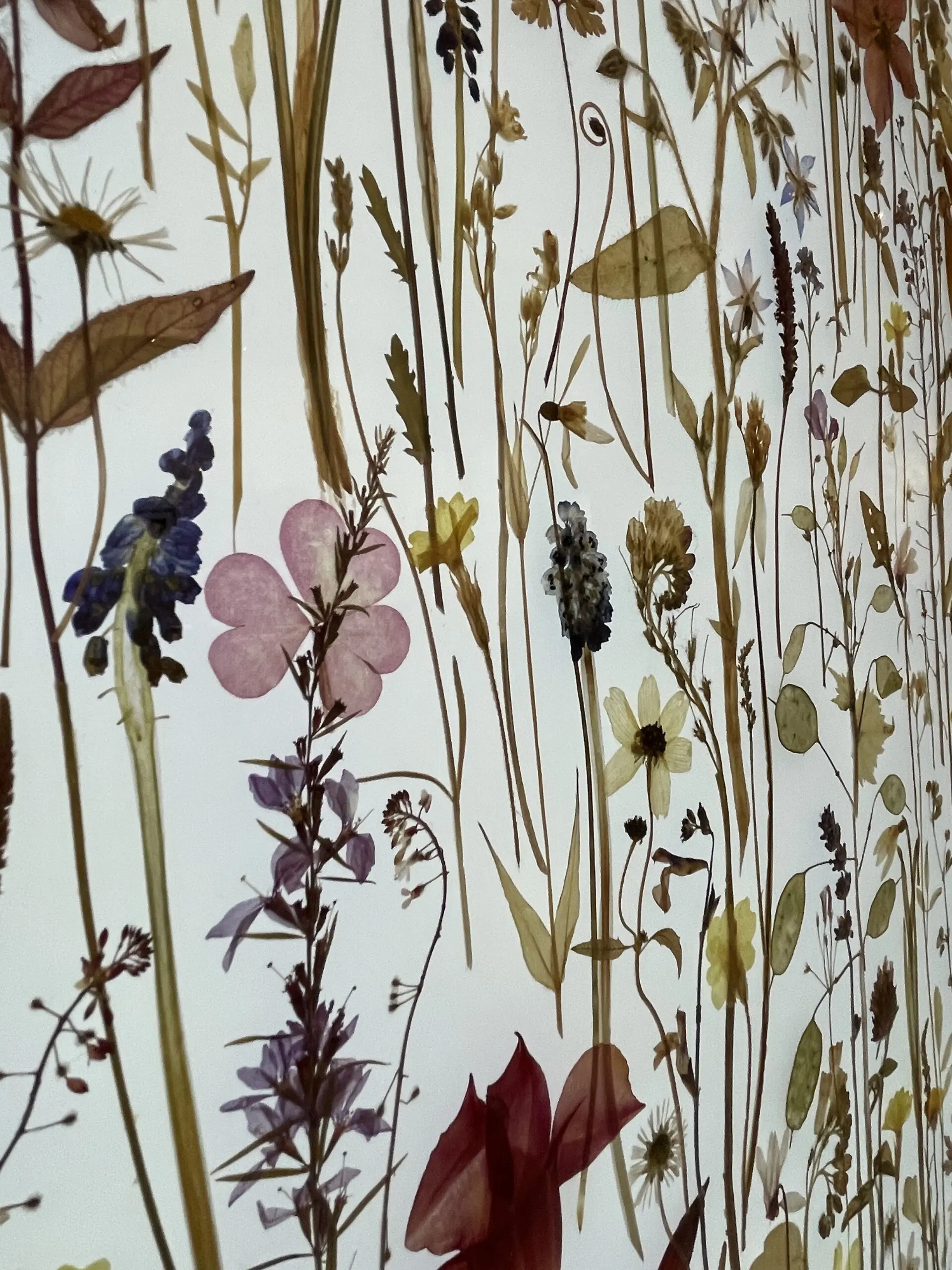 Hortus siccus by Amy Shelton - Image 3