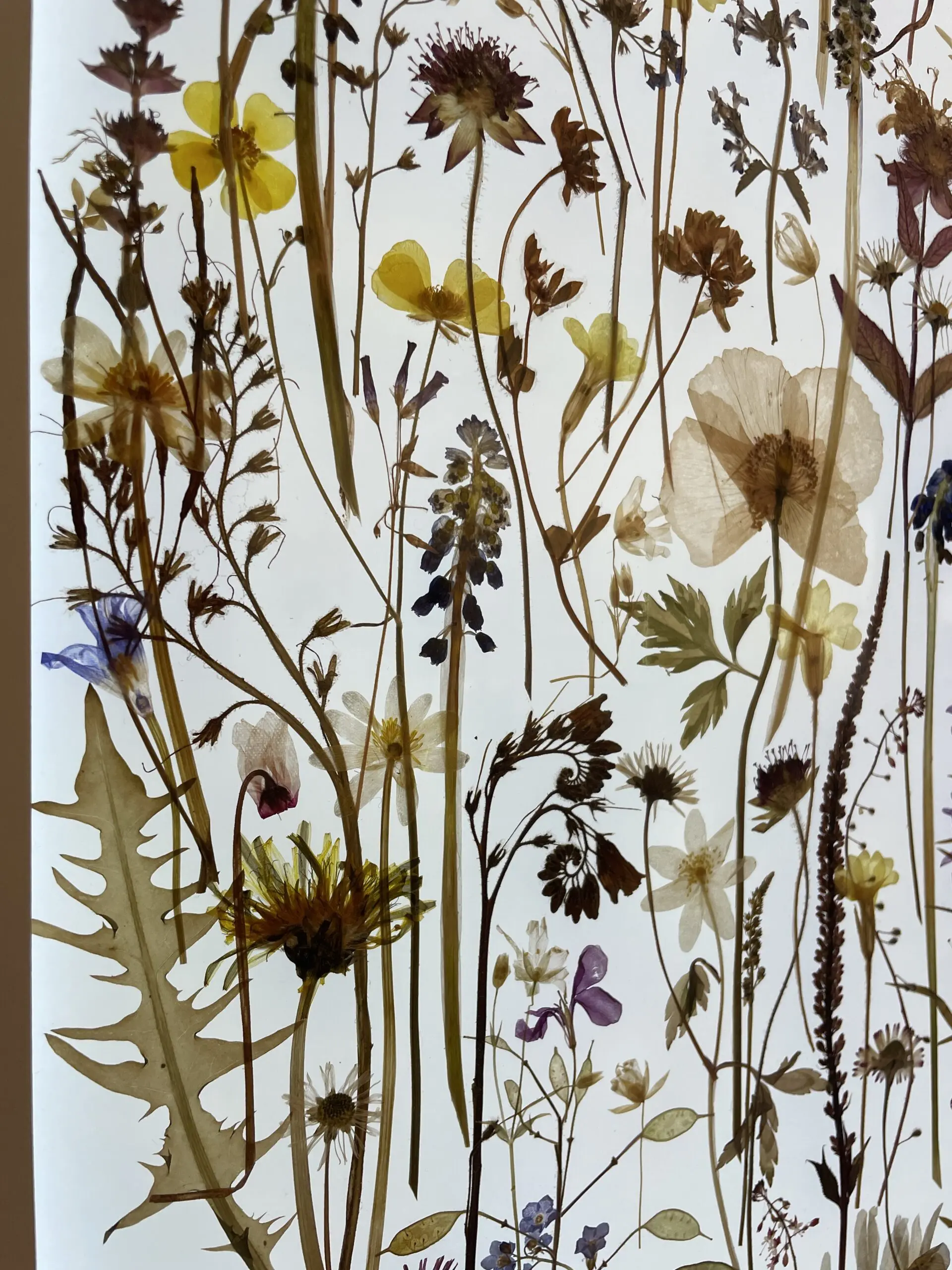 Hortus siccus by Amy Shelton - Image 2