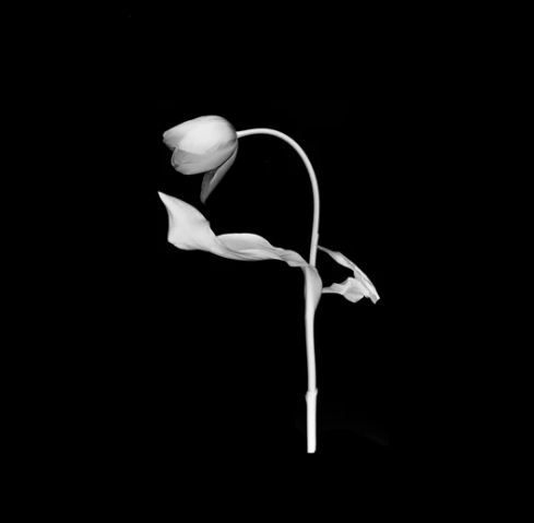 Surprise by Joanna Ham - Image 2