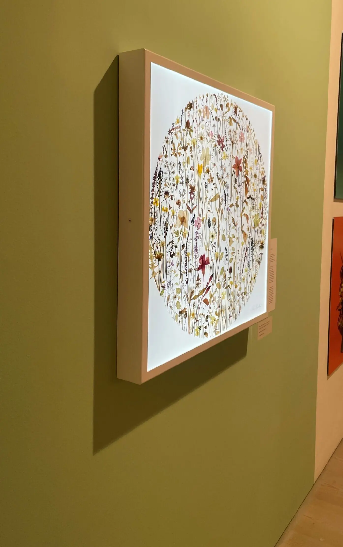 Hortus siccus by Amy Shelton - Image 4