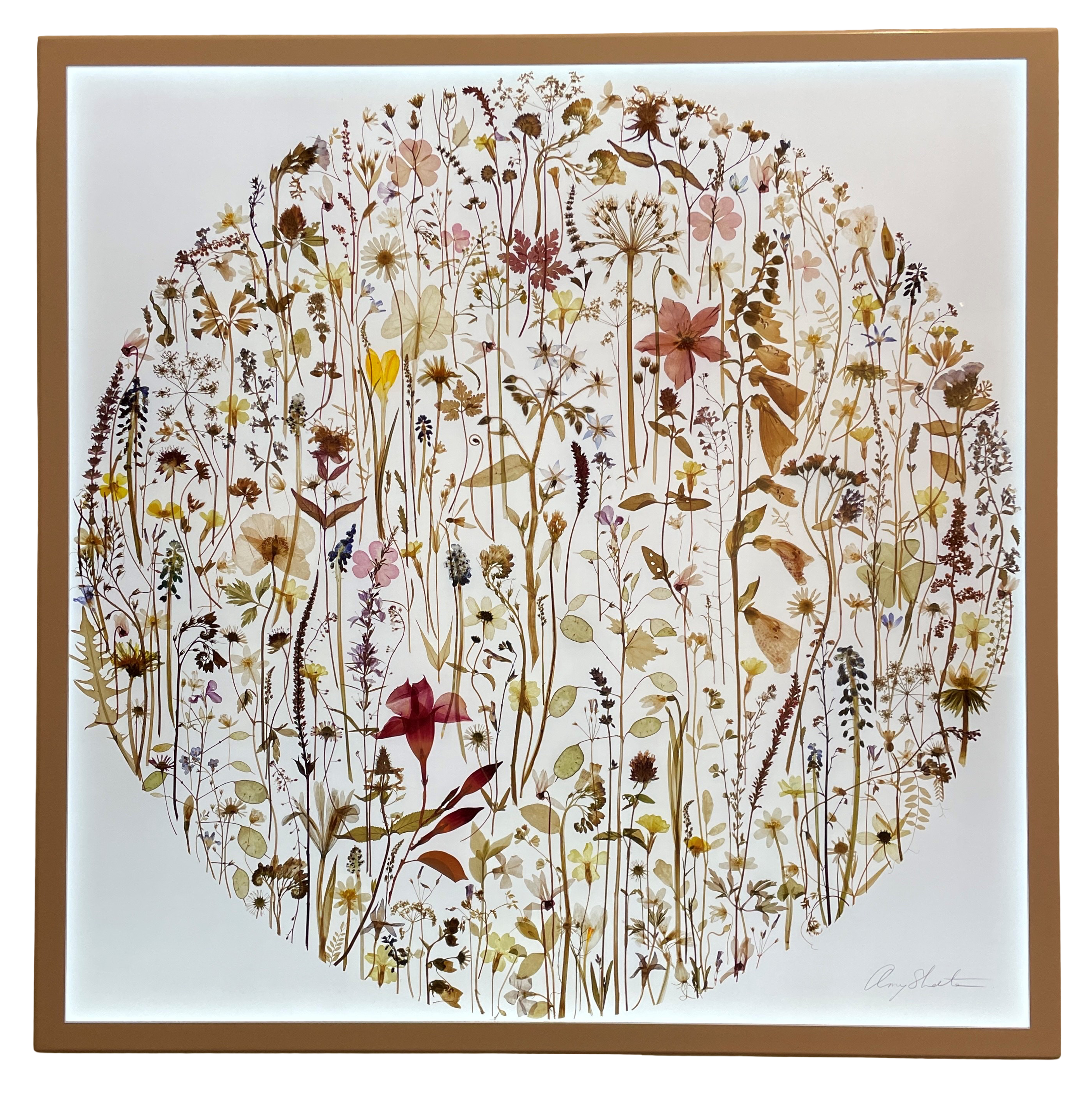 Hortus siccus by Amy Shelton