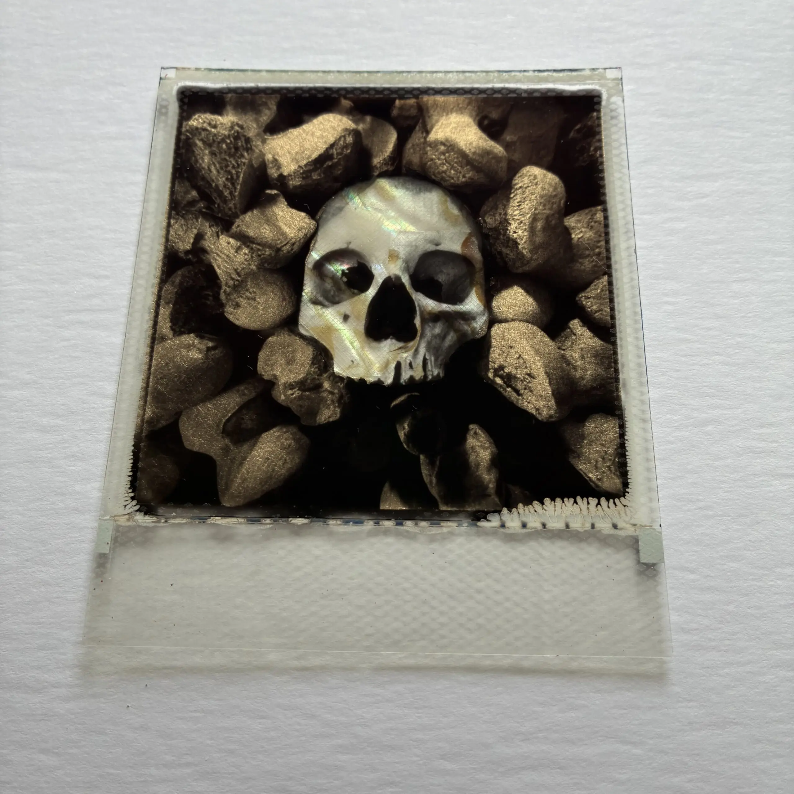 With Daisies Lie Polaroid by Andrew Millar