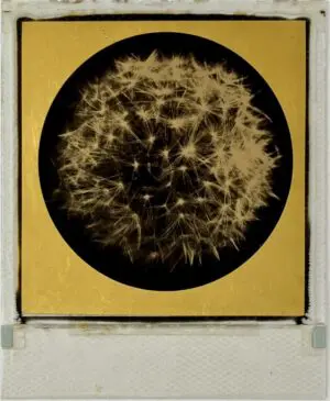Growth Polaroid by Andrew Millar