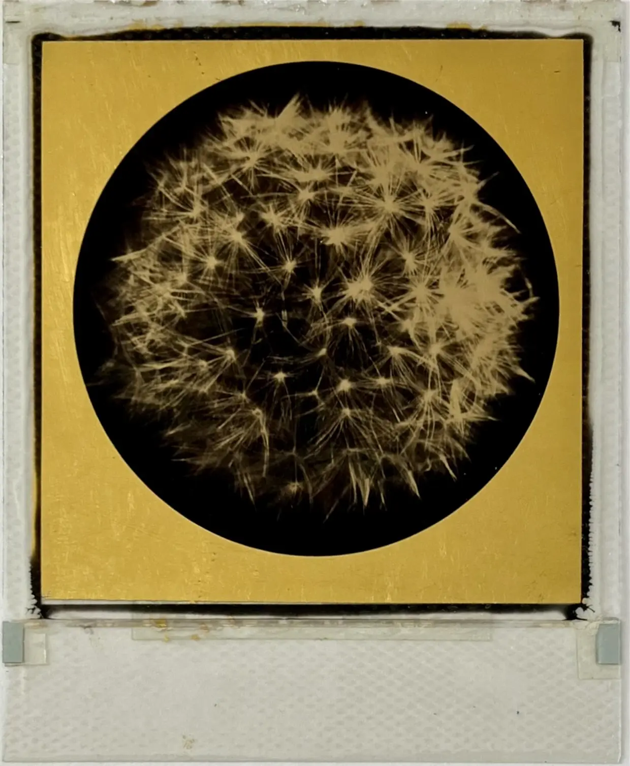 Growth Polaroid by Andrew Millar
