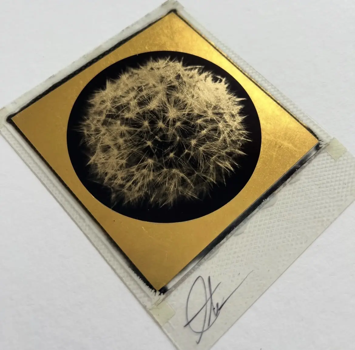 Growth Polaroid by Andrew Millar - Image 2