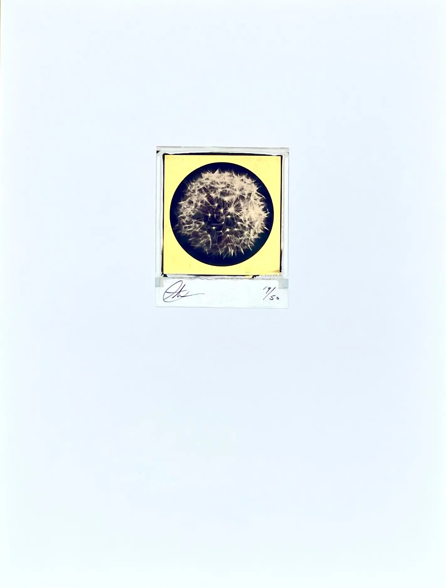 Growth Polaroid by Andrew Millar - Image 3