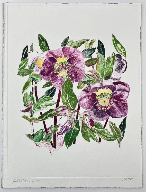 Hellebore by Emma Bond