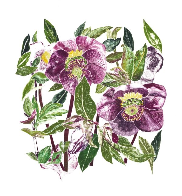 Hellebore by Emma Bond - Image 2