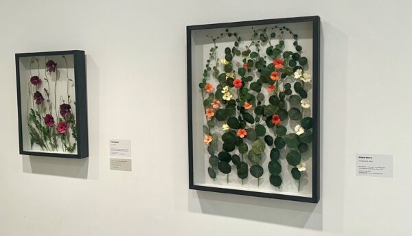 Arise by Susan Beech - A Petal Unfolds - Image 3