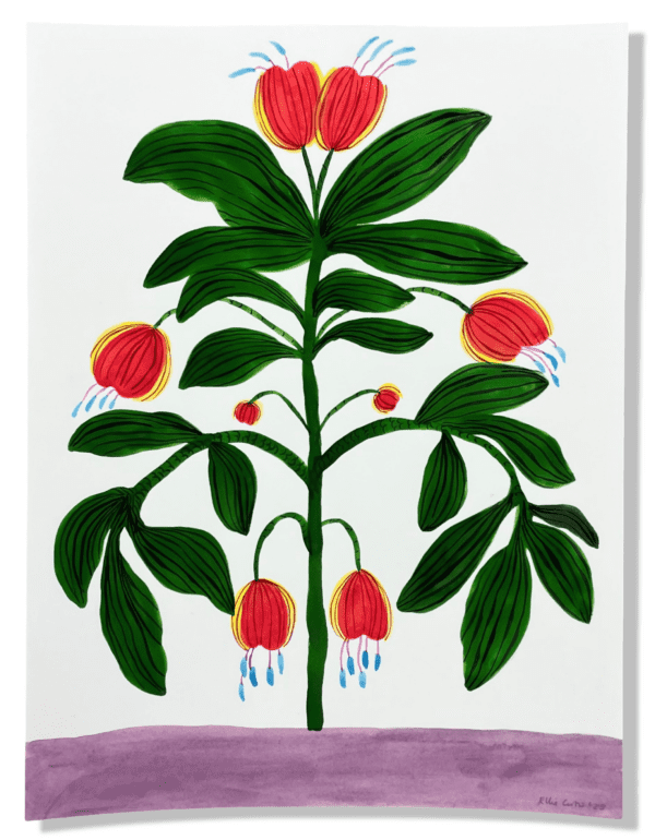 Yam Tulip by Ellie Curtis
